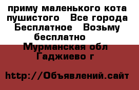 приму маленького кота пушистого - Все города Бесплатное » Возьму бесплатно   . Мурманская обл.,Гаджиево г.